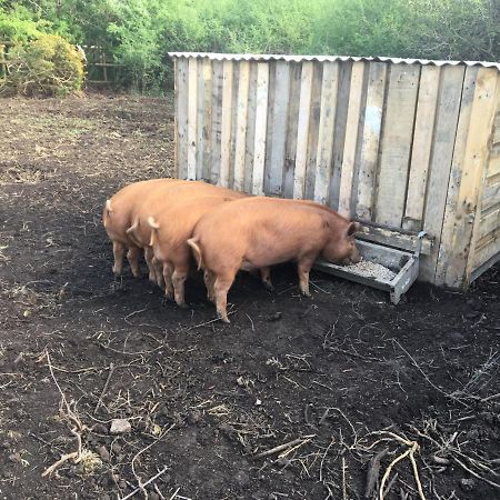 הלסטון Higher Trenear Farm B&B מראה חיצוני תמונה