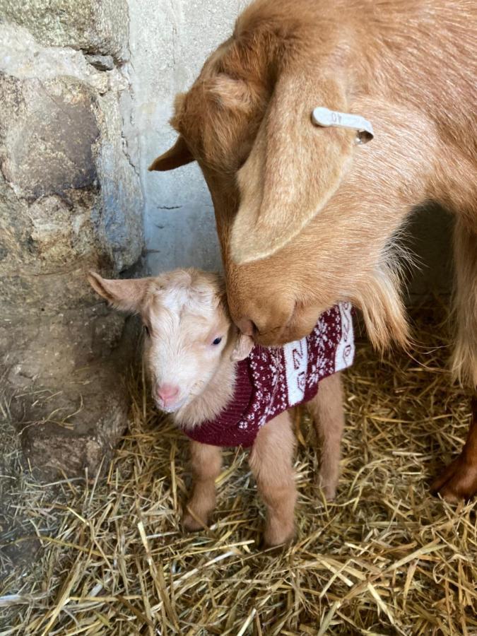 הלסטון Higher Trenear Farm B&B מראה חיצוני תמונה