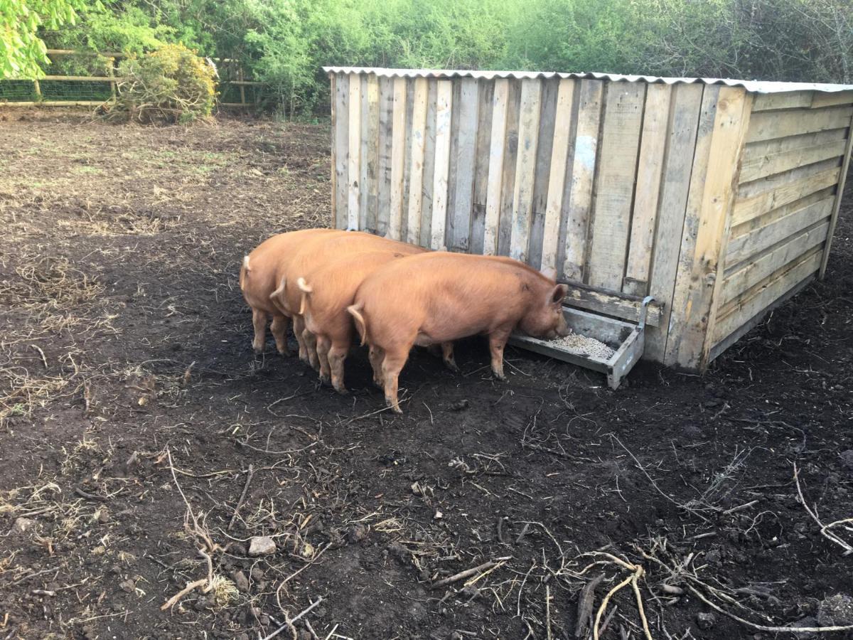 הלסטון Higher Trenear Farm B&B מראה חיצוני תמונה