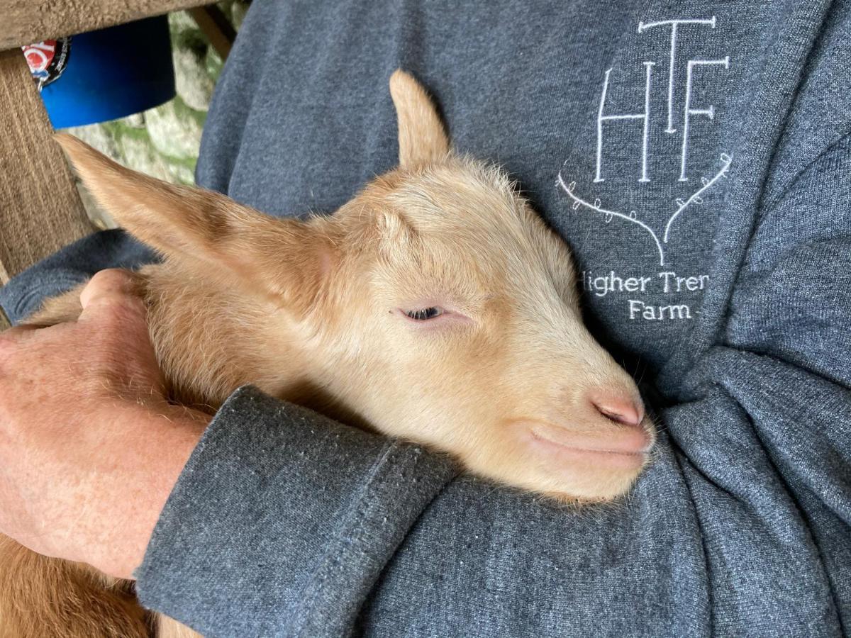 הלסטון Higher Trenear Farm B&B מראה חיצוני תמונה